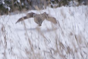 Blue Mtn Journal-Great Grey Hunting